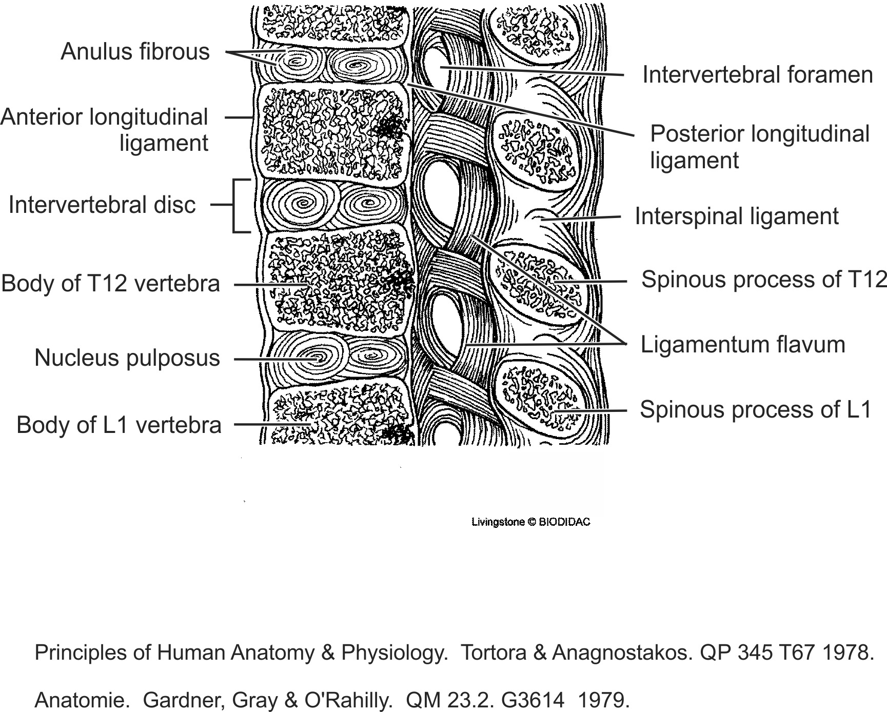 humn137b-EN.png