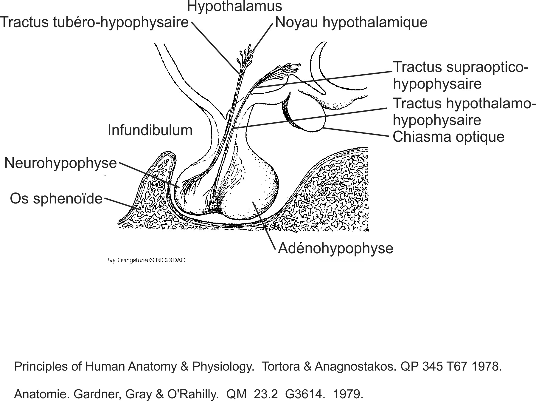 humn114b-FR.png