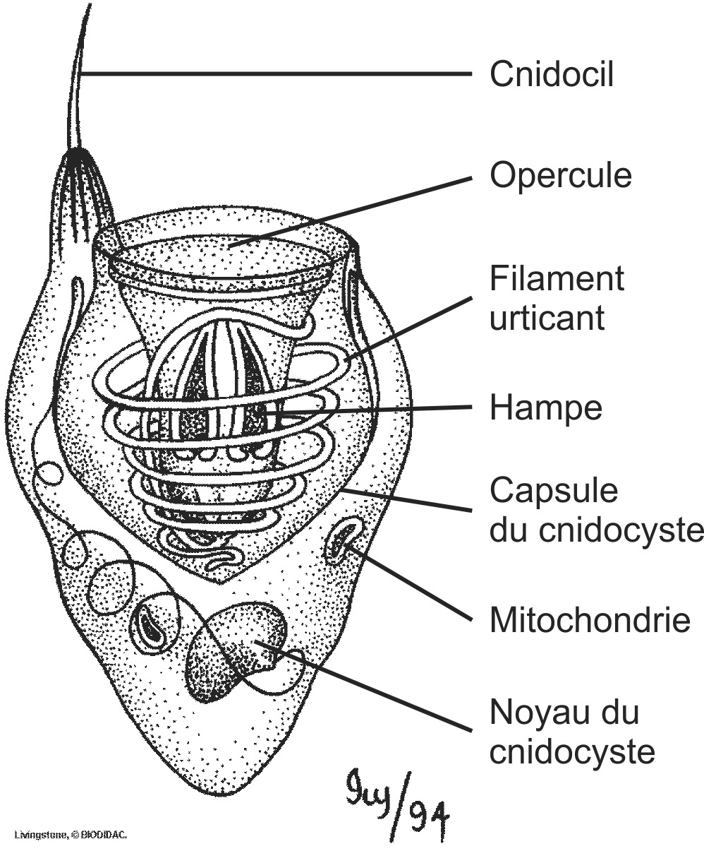 cnid003b-FR.png cnid003b-FR.png
