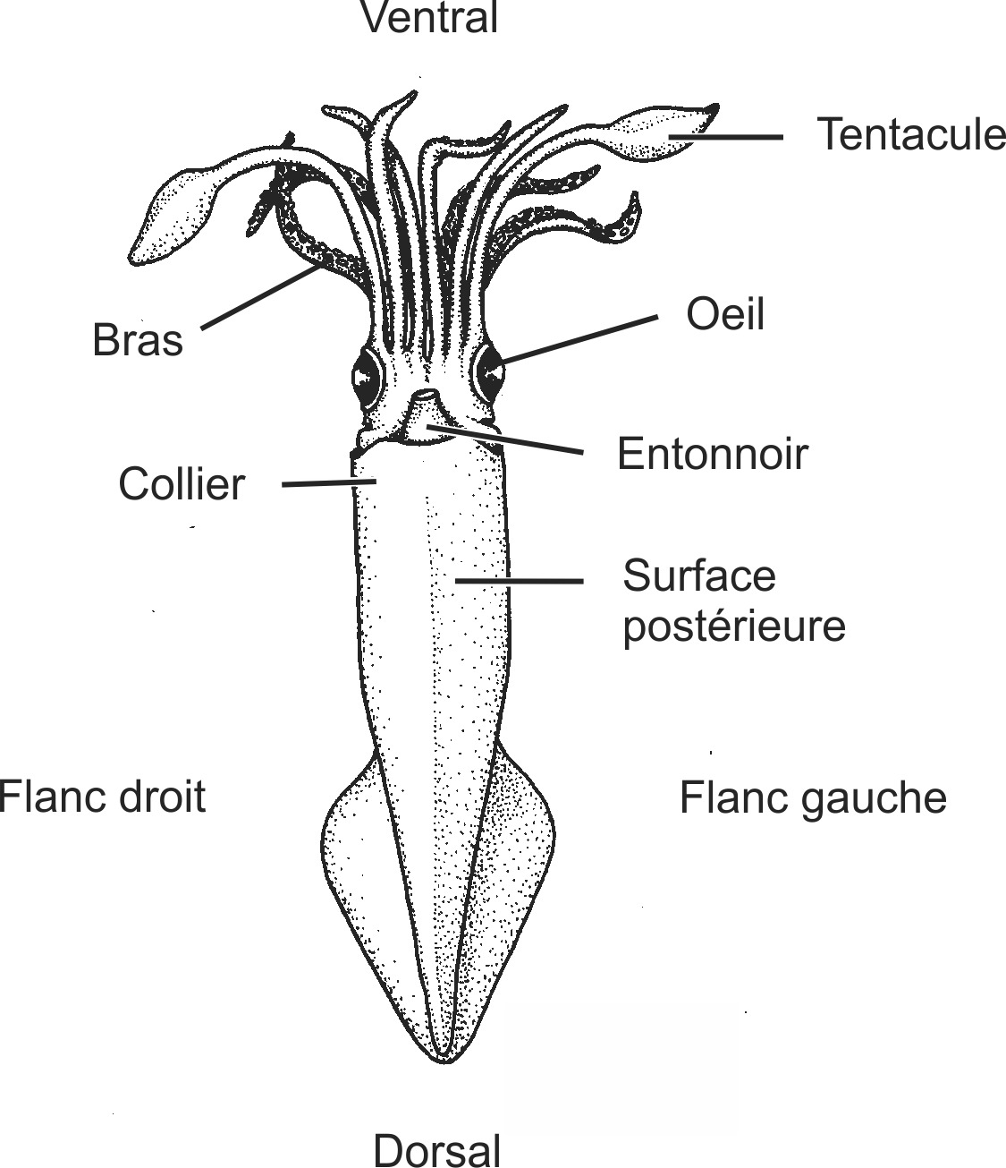 ceph006b-FR.png