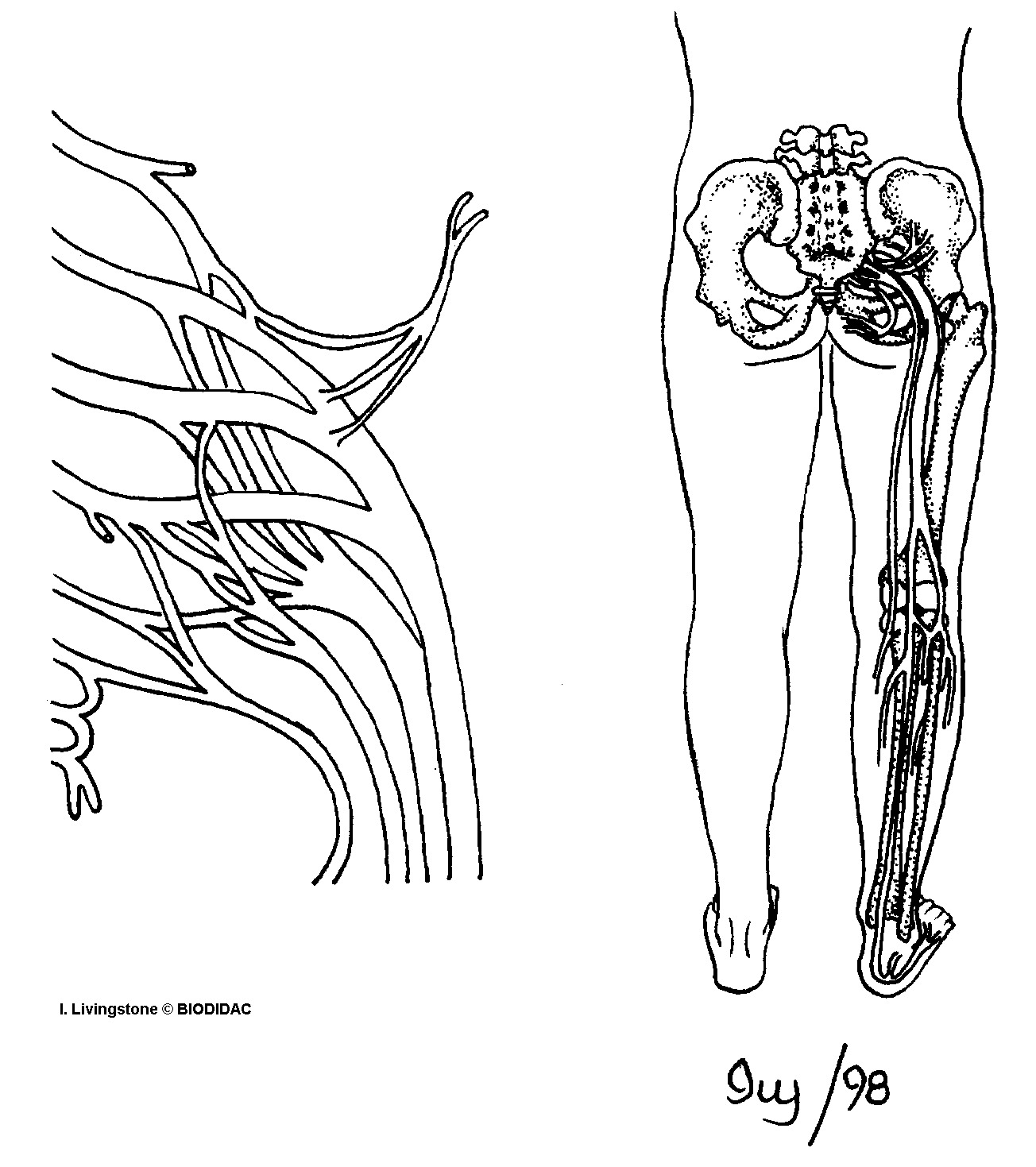 humn161b.gif humn161b.gif