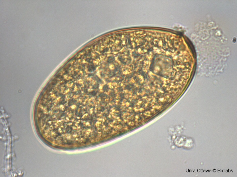 trem086p.jpg trem086p.jpg