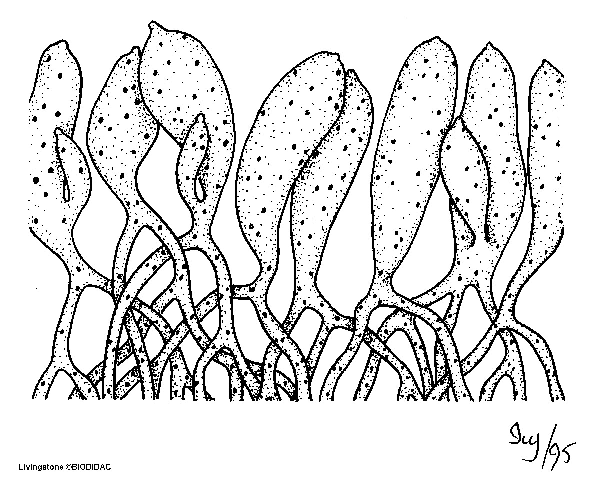 ulvo004b.gif ulvo004b.gif