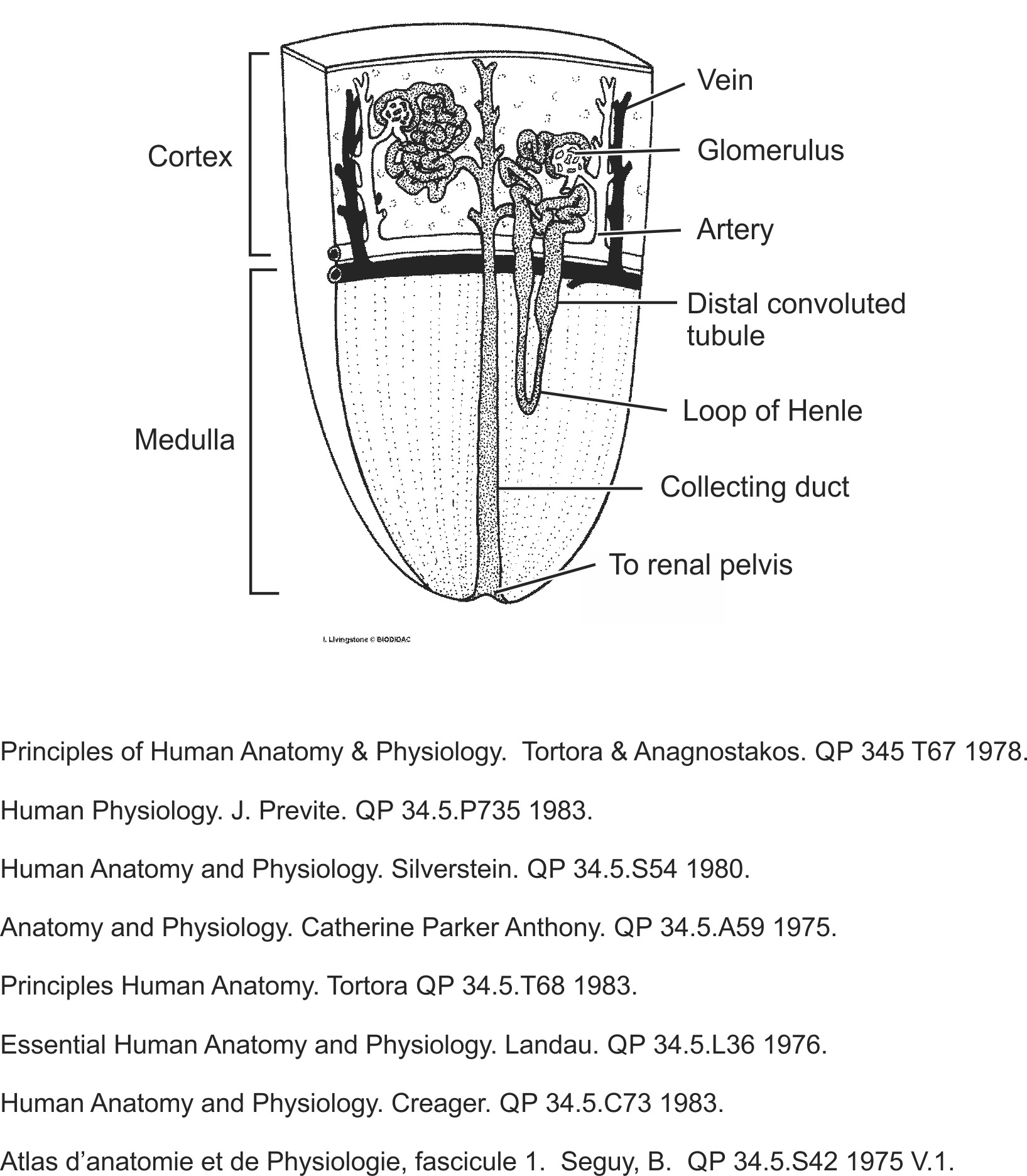 humn086b-EN.png