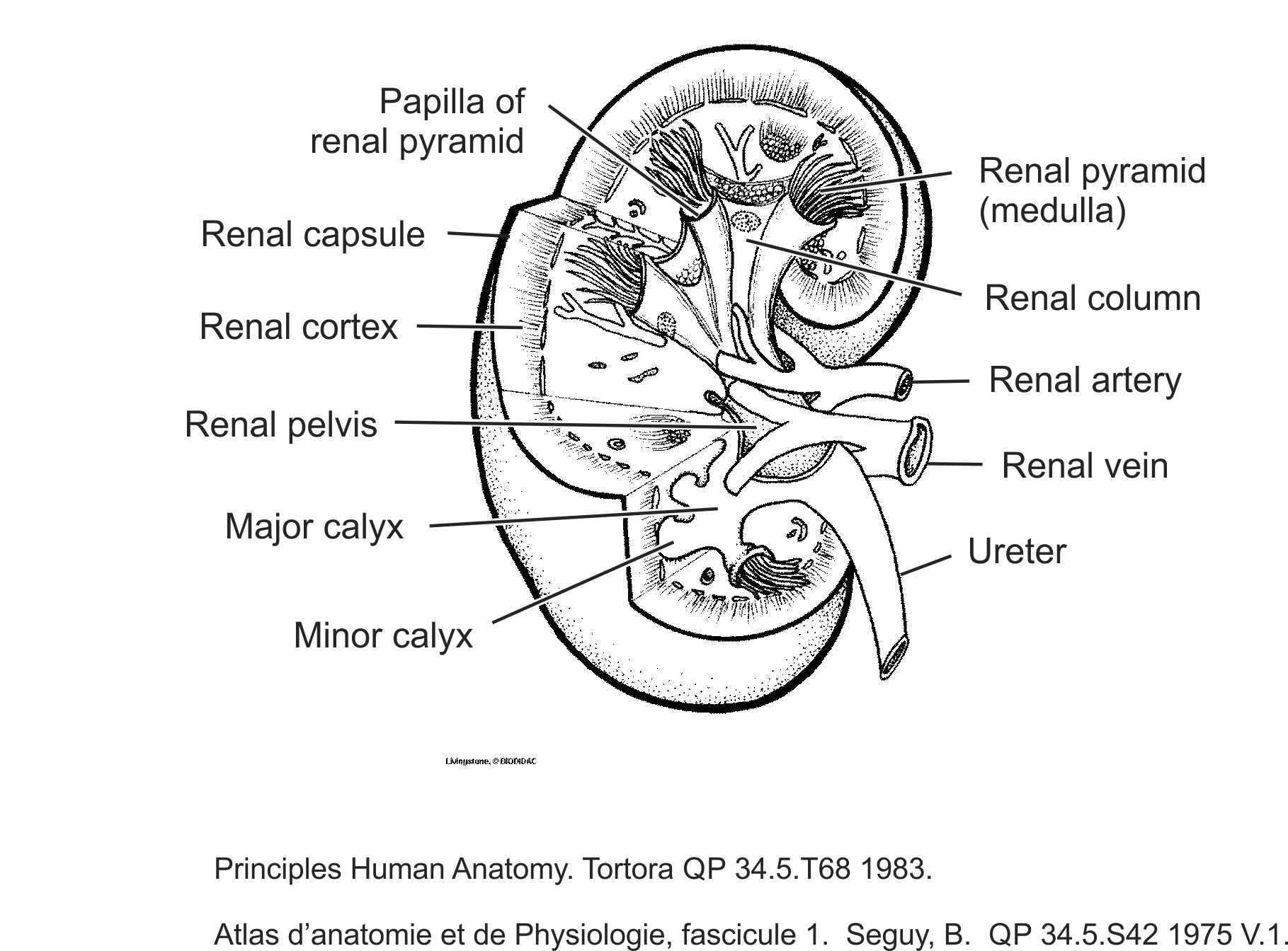 humn087b-EN.png