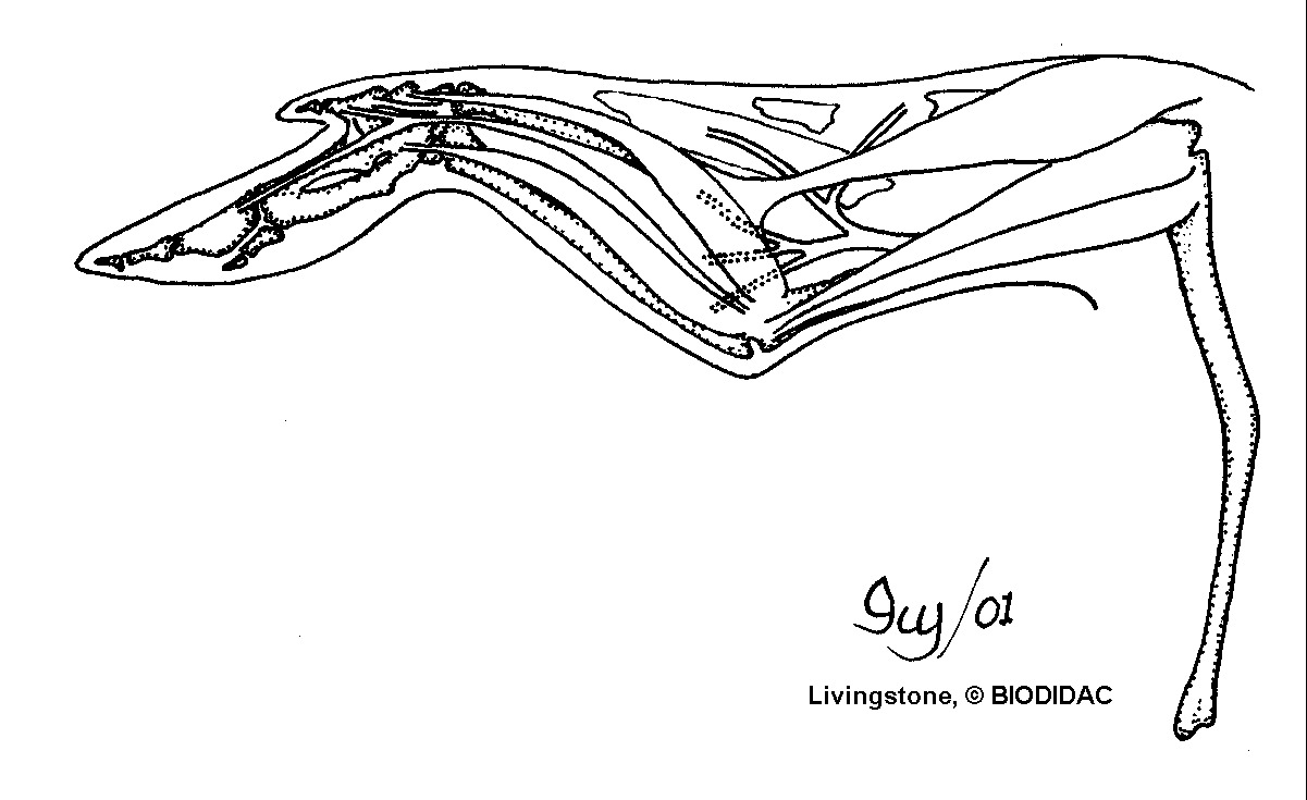 aves058b.gif aves058b.gif