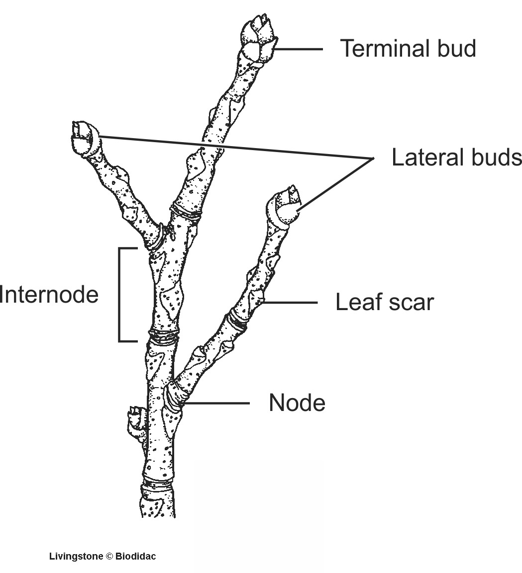 dico034b-EN.png dico034b-EN.png