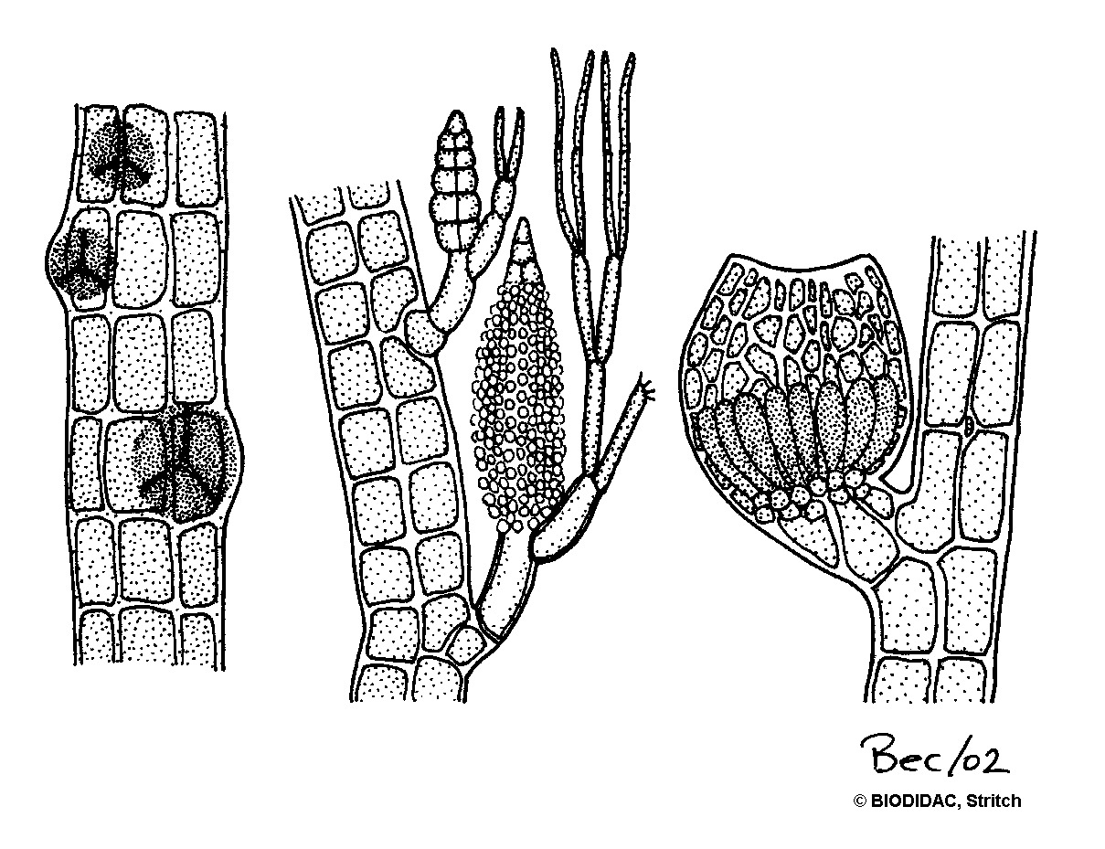 rhod002b.gif