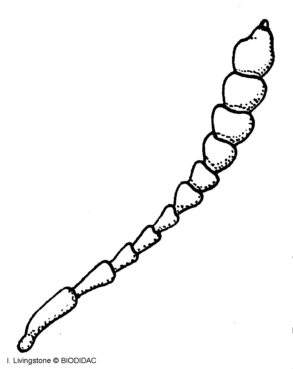 inse026b.gif inse026b.gif