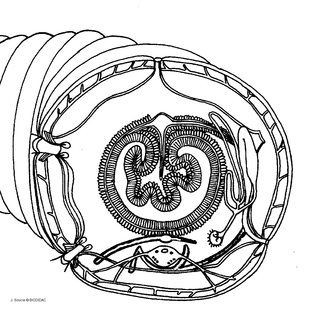 olig012b.gif