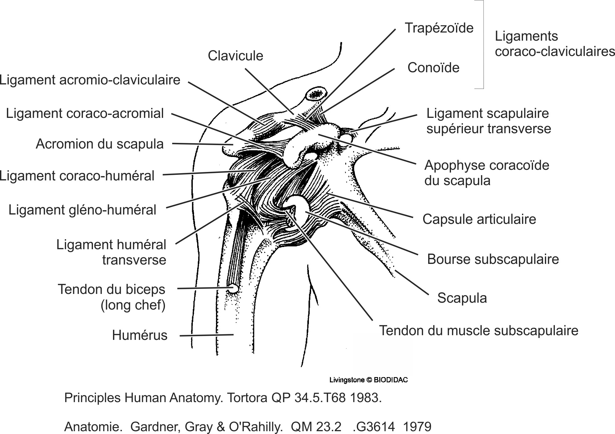 humn128b-FR.png