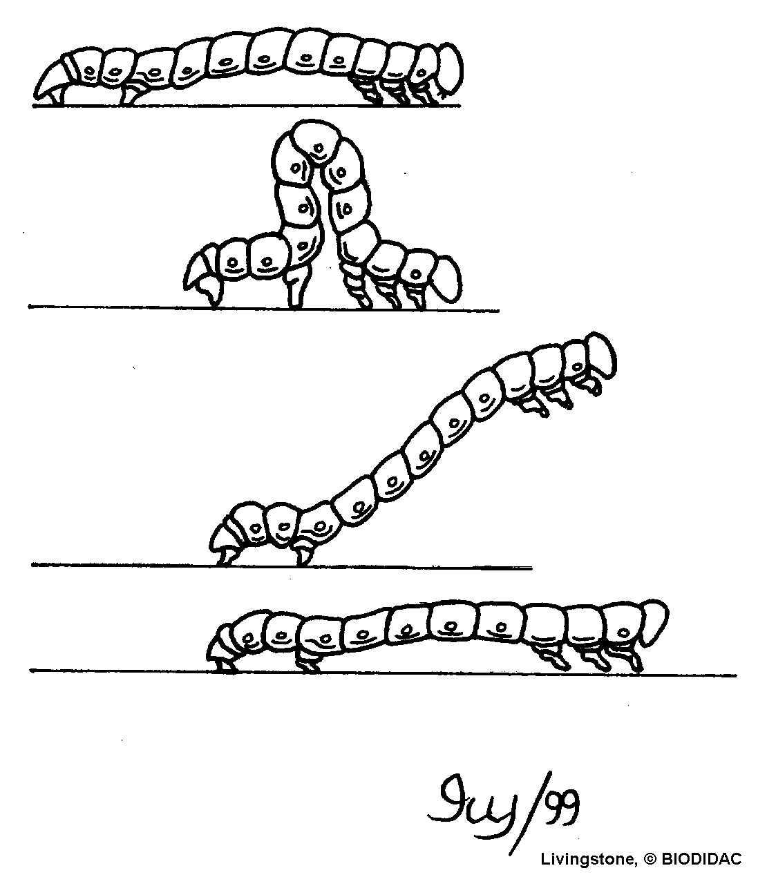 lepi006b.gif lepi006b.gif