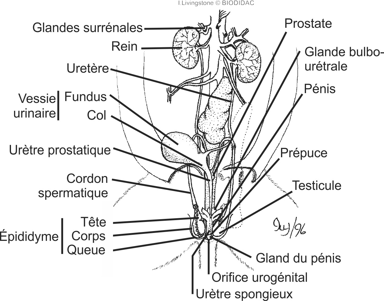 feli016b-FR.png