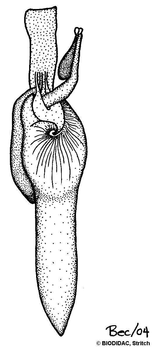 ceph022b.gif ceph022b.gif