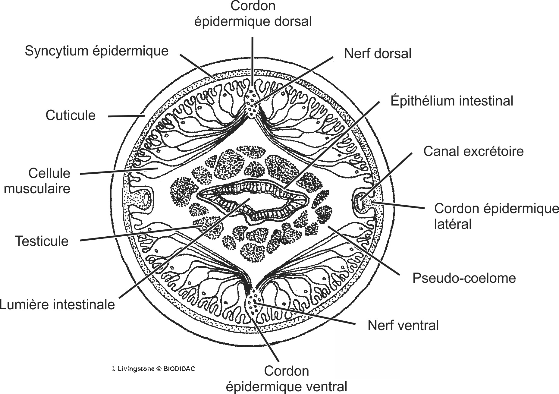 nema007b-FR.png