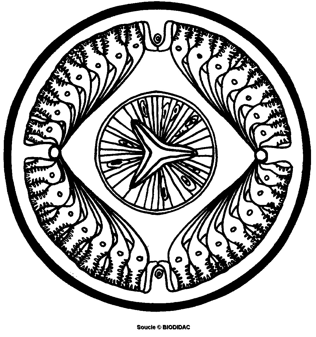 nema008b.gif nema008b.gif