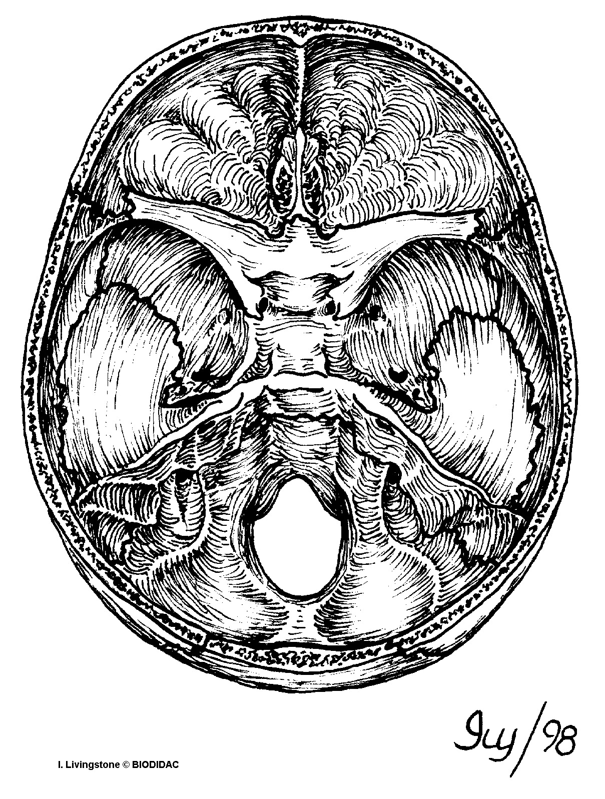 humn184b.gif