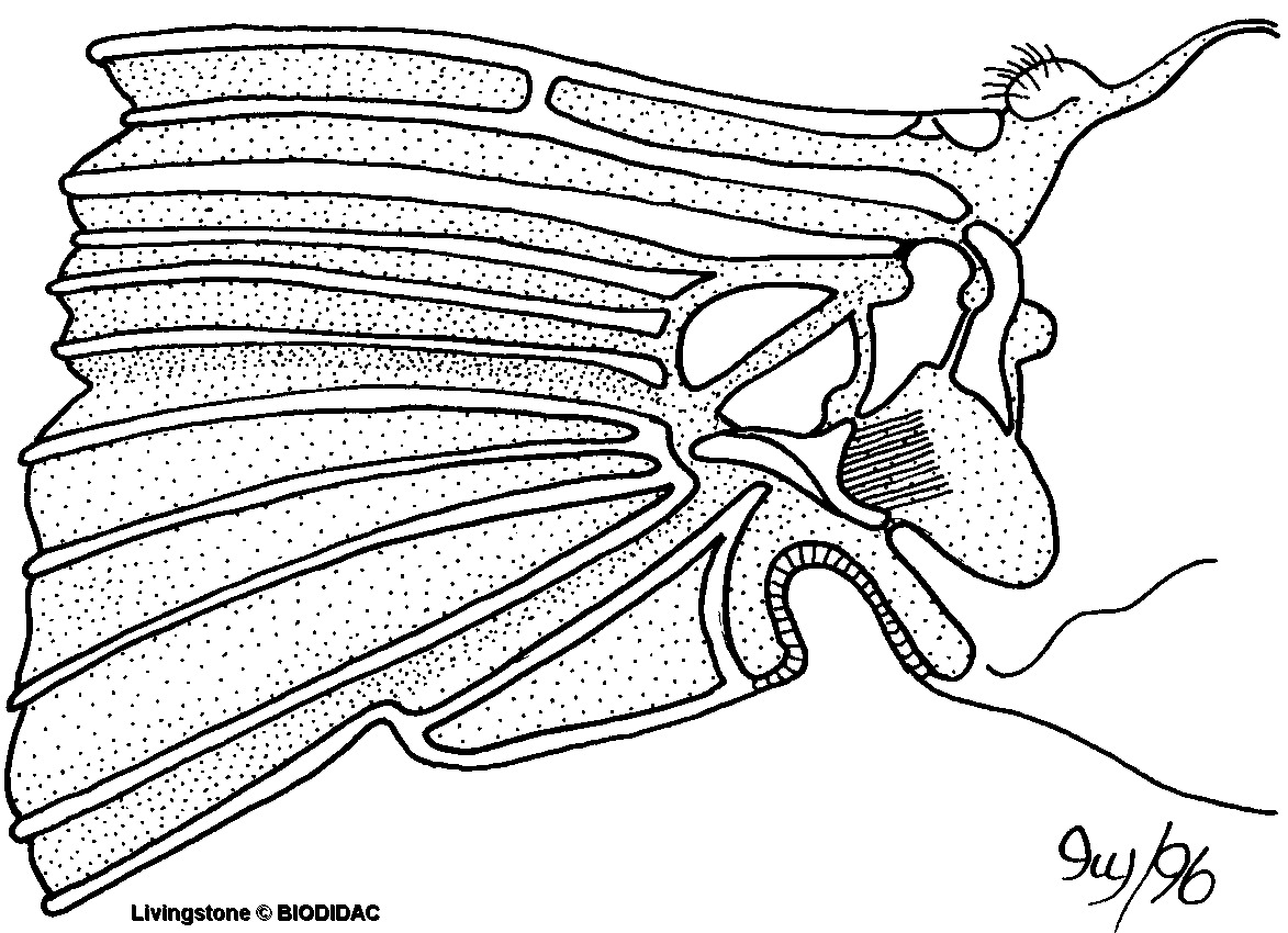 inse035b.gif inse035b.gif