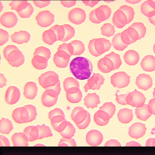 b5-8k9l.gif b5-8k9l.gif