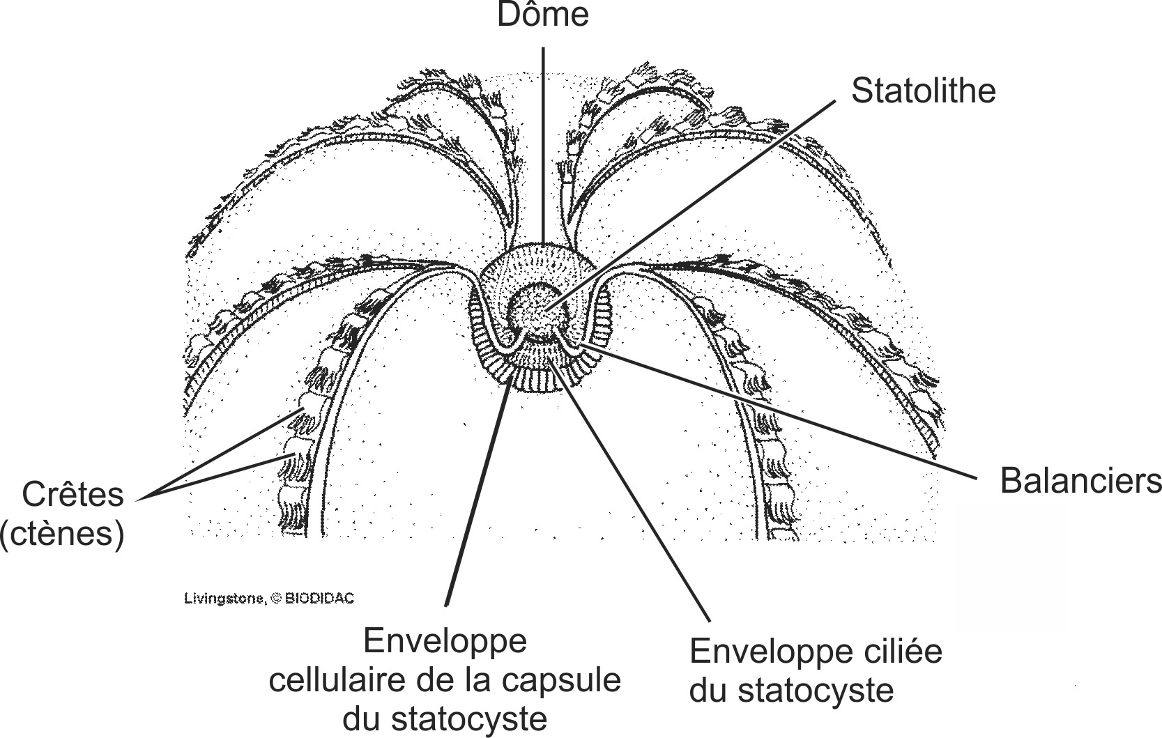 cten004b-FR.png cten004b-FR.png