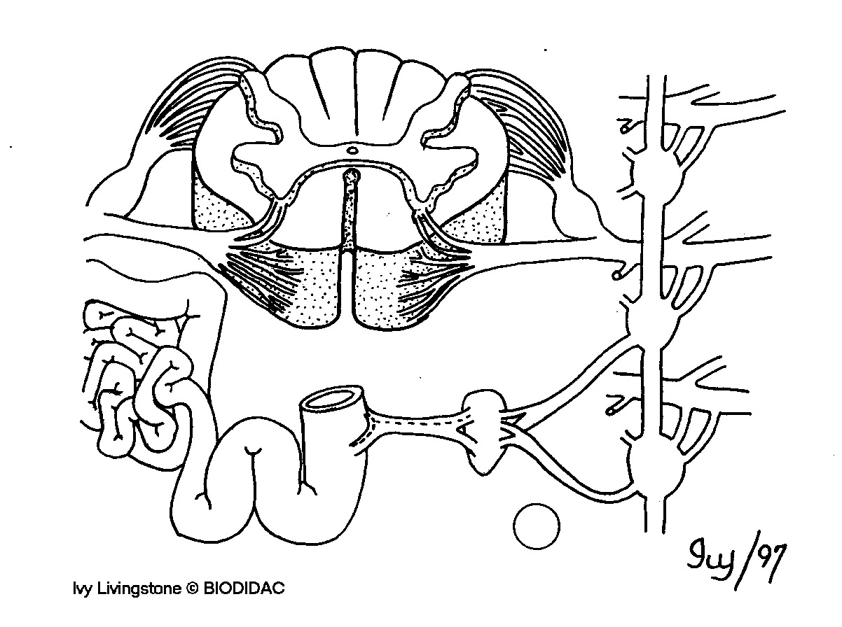 humn016b.gif