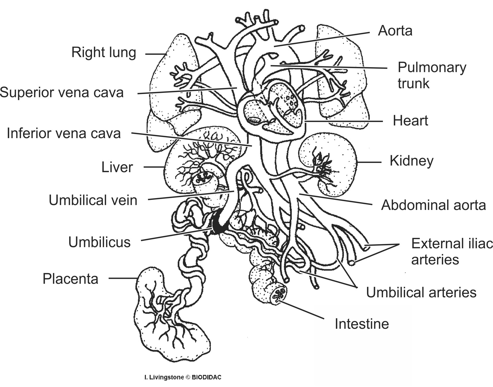 humn186b-EN.png