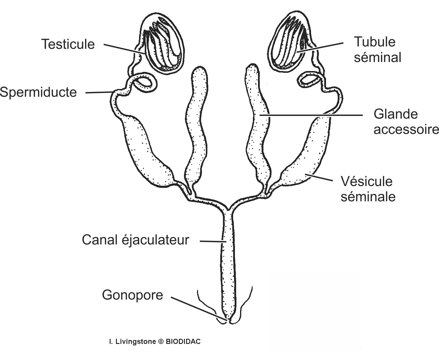 inse012b-FR.png inse012b-FR.png