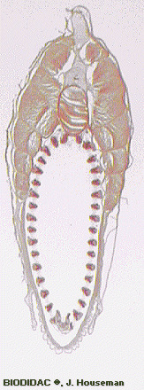 cepl015p.gif cepl015p.gif