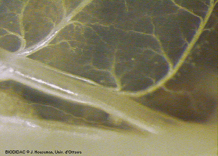 blat011p.gif blat011p.gif