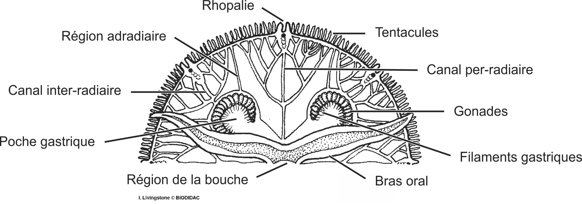 scyp004b-FR.png