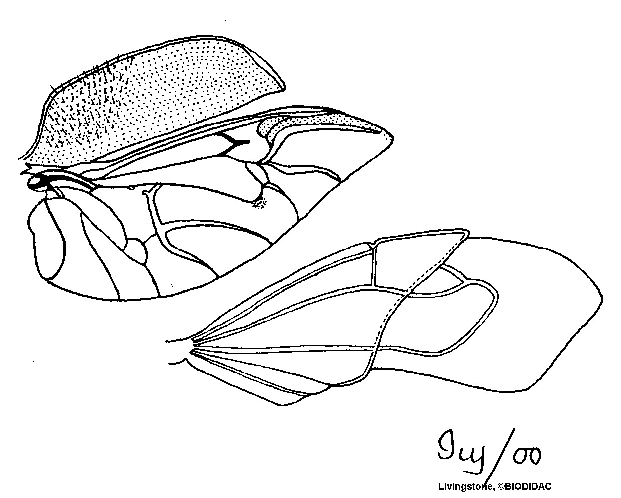 hemp005b.gif hemp005b.gif