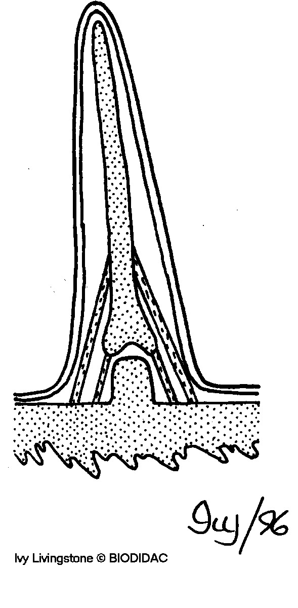 echi004b.gif echi004b.gif