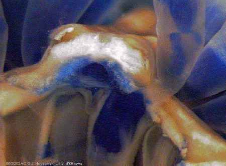 aste014p.gif aste014p.gif