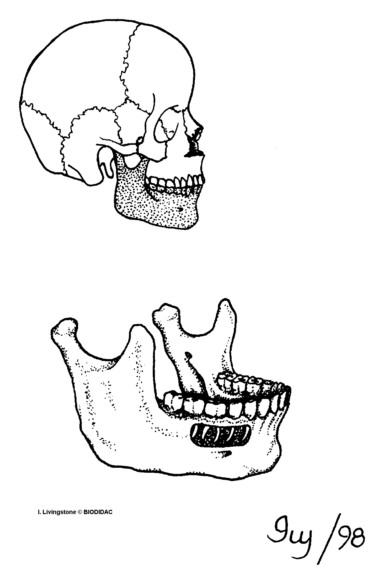 humn182b.gif