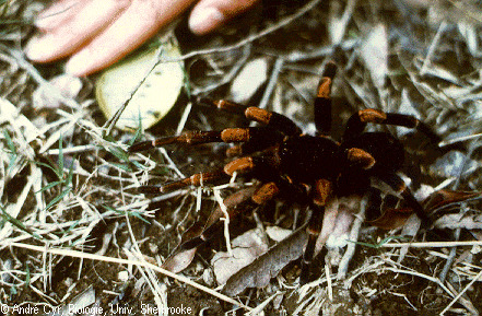 cyaop8.gif cyaop8.gif