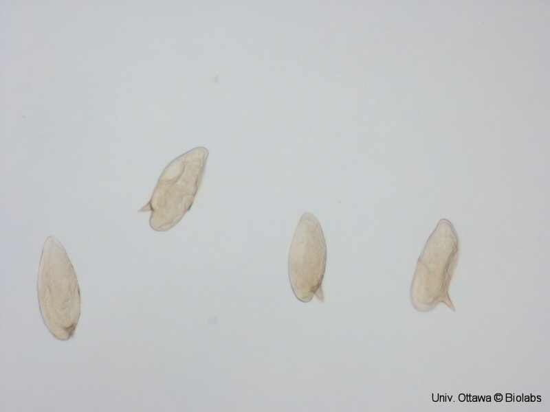 trem102p.jpg trem102p.jpg