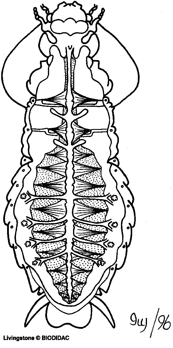 inse060b.gif inse060b.gif