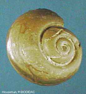 ceph003p.gif ceph003p.gif