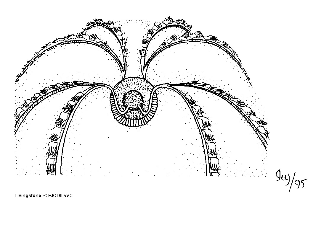 cten004b.gif cten004b.gif