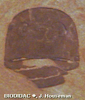 tril001p.jpeg tril001p.jpeg