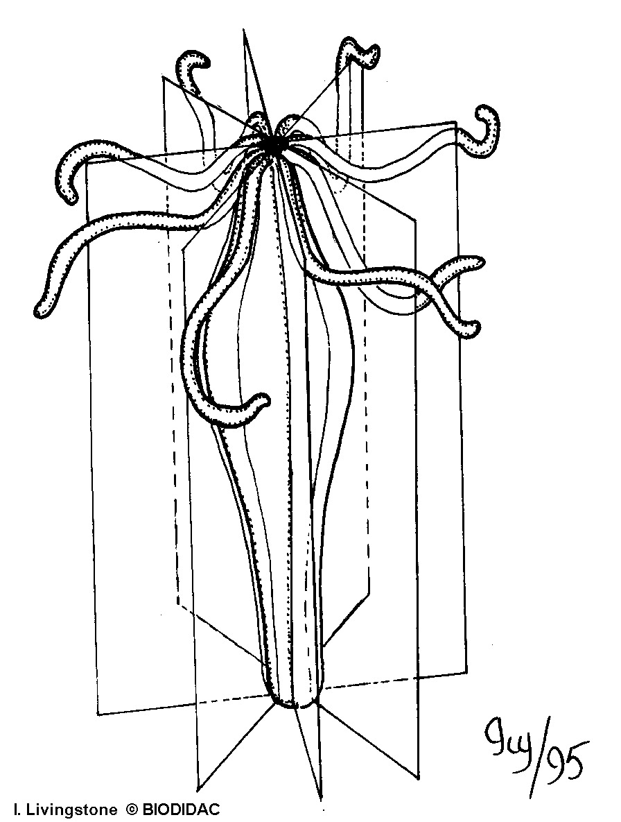 gene006b.gif