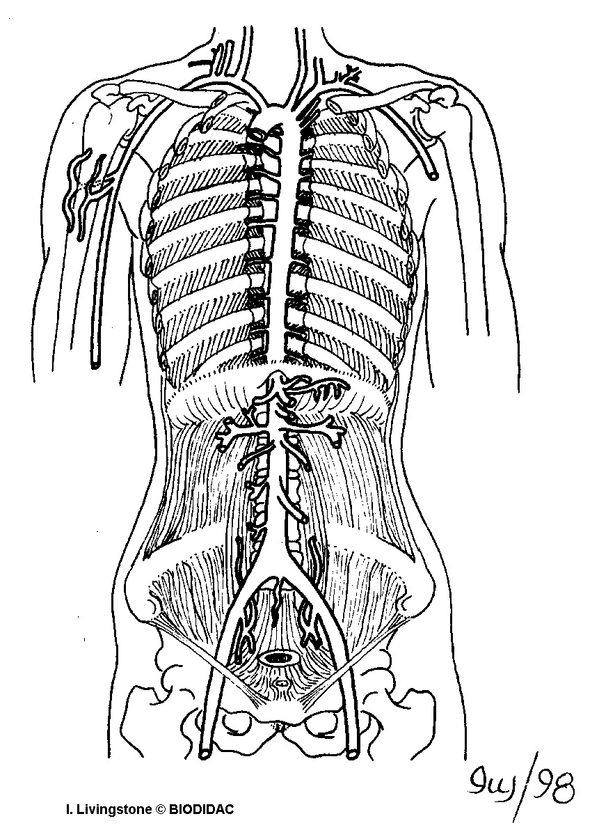 humn194b.gif