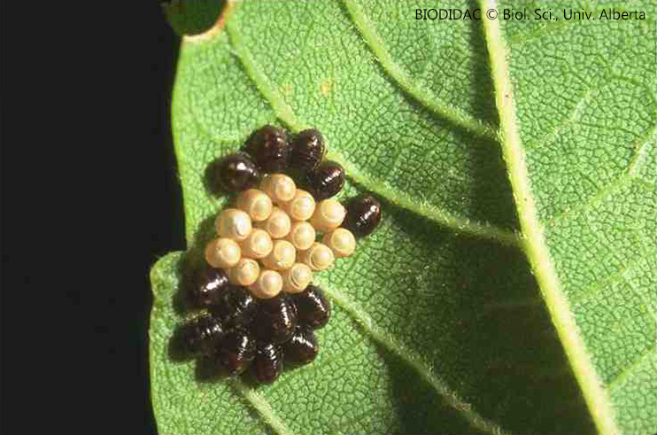 inse008p.jpeg inse008p.jpeg