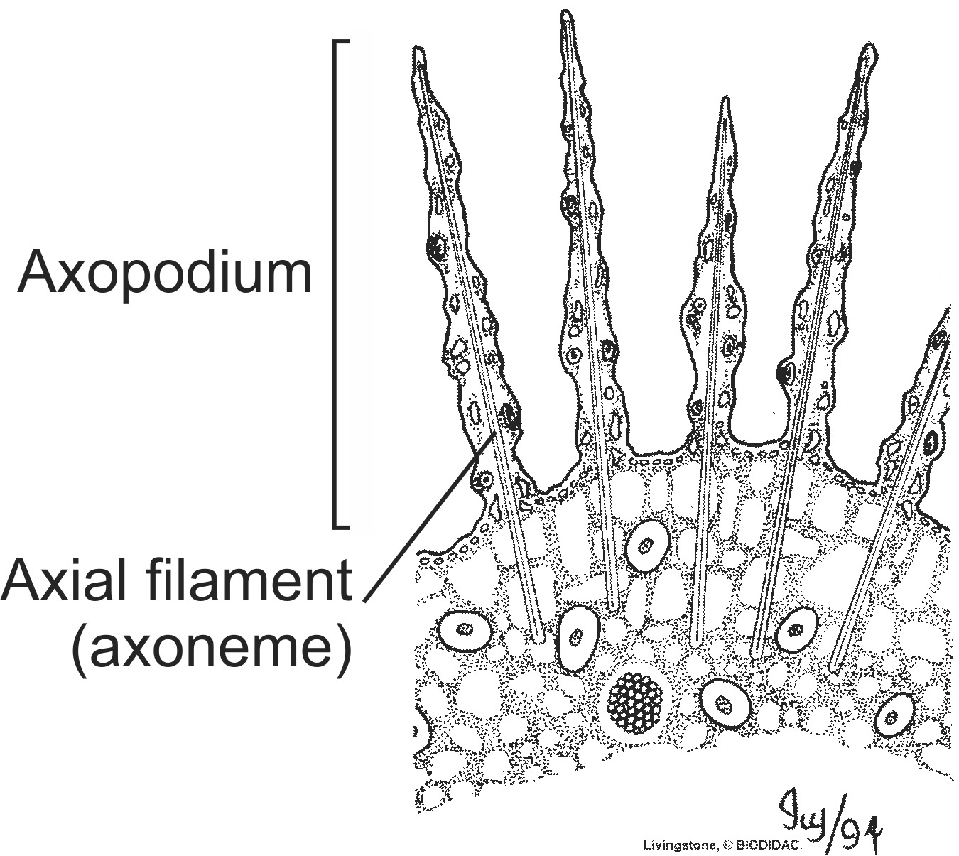 prot010b-EN.png prot010b-EN.png