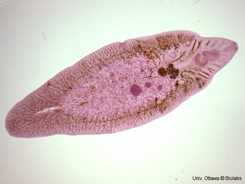 trem084p.jpg trem084p.jpg