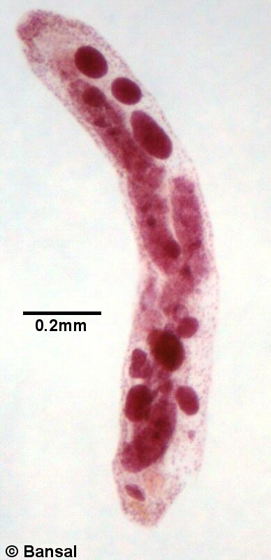 trem057p.jpg trem057p.jpg