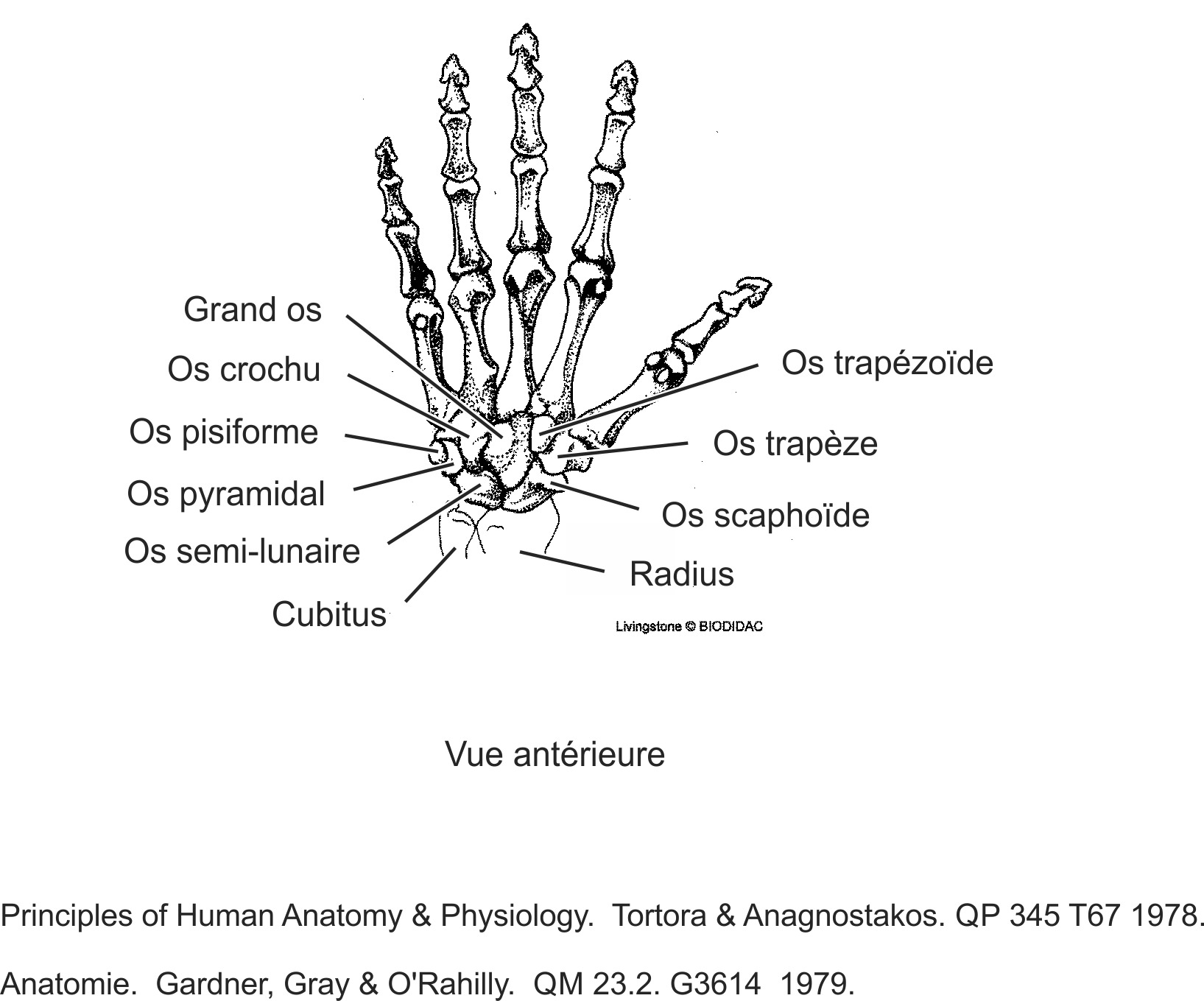 humn124b-FR.png