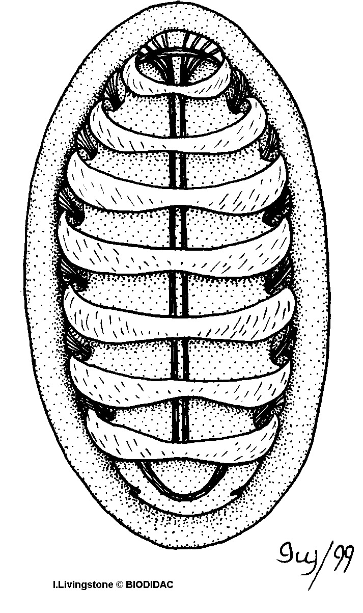 polp007b.gif polp007b.gif