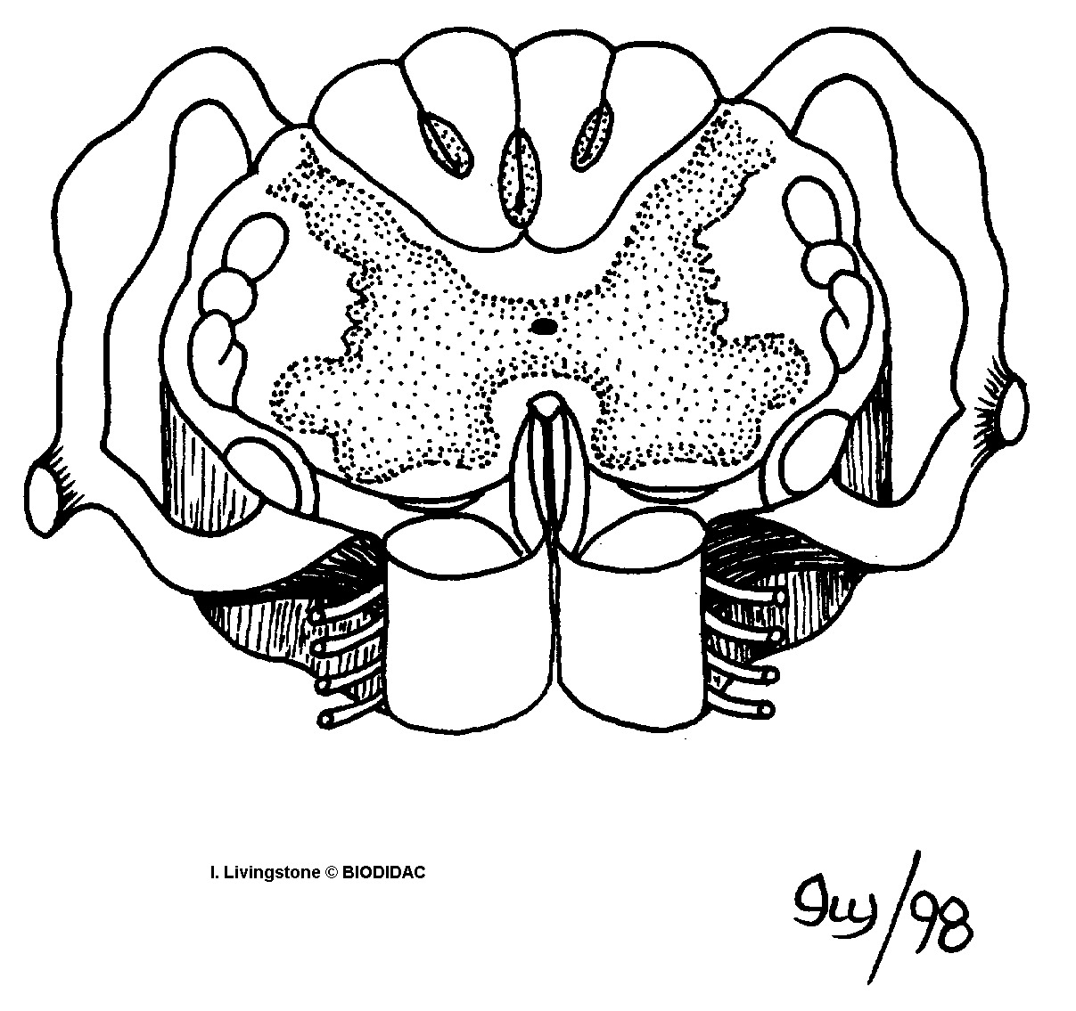 humn151b.gif