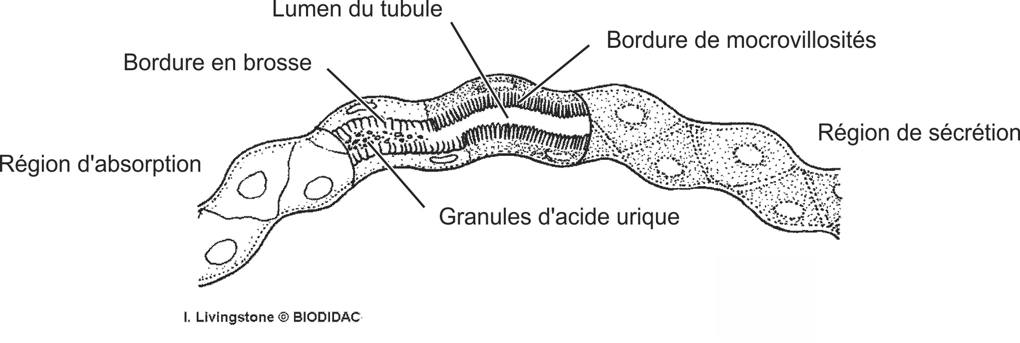 inse015b-FR.png inse015b-FR.png